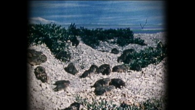 第二次死亡剧照的剧照