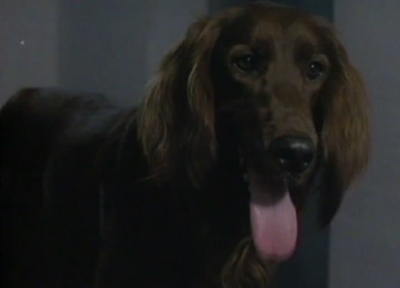 养鬼仔剧照的剧照