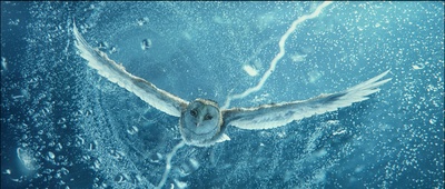 猫头鹰王国：守卫者传奇剧照的剧照