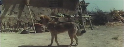 老人与狗剧照的剧照