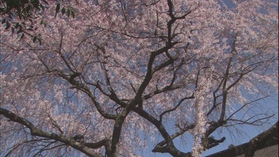 乡愁：浪漫樱花剧照的剧照