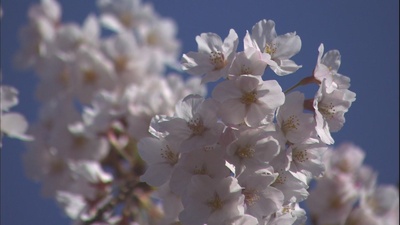 乡愁：浪漫樱花剧照的剧照