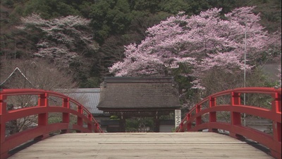 乡愁：浪漫樱花剧照的剧照