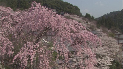 乡愁：浪漫樱花剧照的剧照