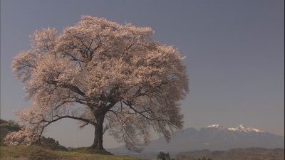 乡愁：浪漫樱花剧照的剧照