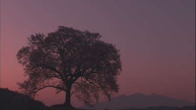 乡愁：浪漫樱花剧照的剧照