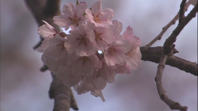 乡愁：浪漫樱花剧照的剧照