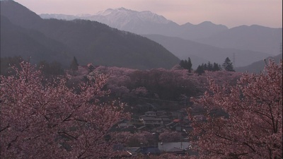 乡愁：浪漫樱花剧照的剧照