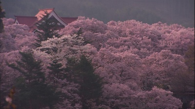 乡愁：浪漫樱花剧照的剧照