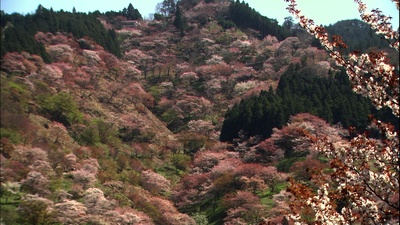 乡愁：浪漫樱花剧照的剧照