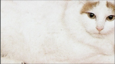 老猫剧照的剧照