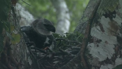 吃猴子的奥里诺科哈佩雕剧照的剧照