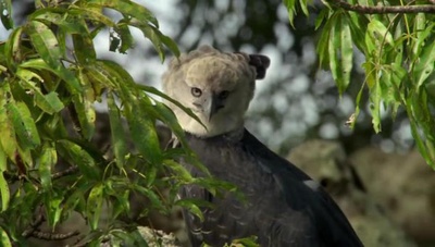 吃猴子的奥里诺科哈佩雕剧照的剧照