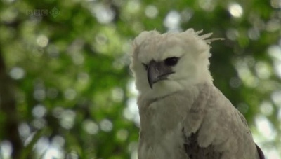 吃猴子的奥里诺科哈佩雕剧照的剧照