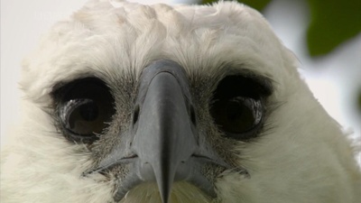 吃猴子的奥里诺科哈佩雕剧照的剧照