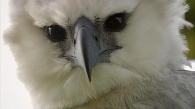 吃猴子的奥里诺科哈佩雕剧照的剧照