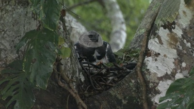 吃猴子的奥里诺科哈佩雕剧照的剧照