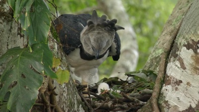 吃猴子的奥里诺科哈佩雕剧照的剧照