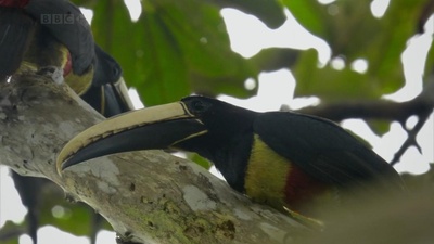 吃猴子的奥里诺科哈佩雕剧照的剧照