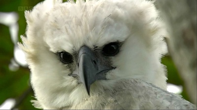 吃猴子的奥里诺科哈佩雕剧照的剧照