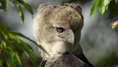 吃猴子的奥里诺科哈佩雕剧照的剧照