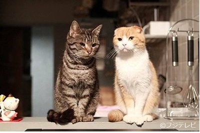 最完美的离婚 2014特别篇剧照的剧照