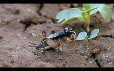 国虫剧照的剧照