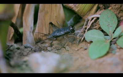 国虫剧照的剧照