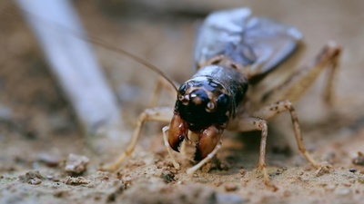 国虫剧照的剧照