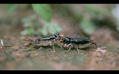 国虫剧照的剧照