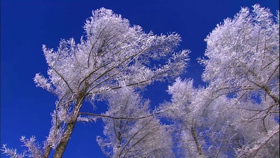浪漫的雪景：美瑛·富良野剧照的剧照