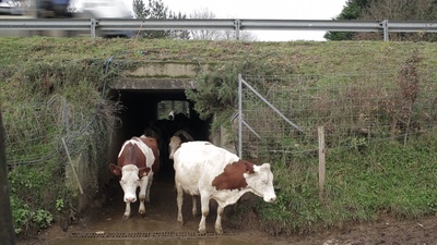 普通景观剧照的剧照
