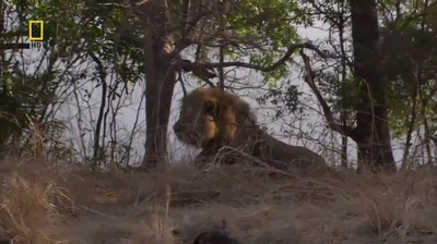 国家地理：最后的母狮剧照的剧照