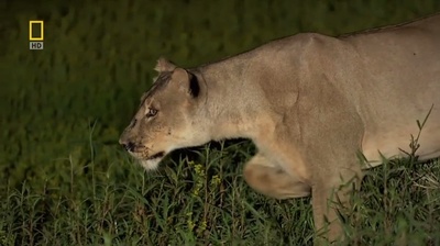 国家地理：最后的母狮剧照的剧照