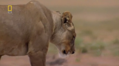国家地理：最后的母狮剧照的剧照