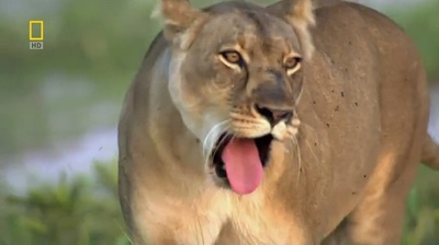 国家地理：最后的母狮剧照的剧照