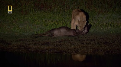 国家地理：最后的母狮剧照的剧照