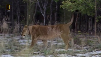 国家地理：最后的母狮剧照的剧照