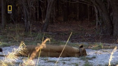 国家地理：最后的母狮剧照的剧照