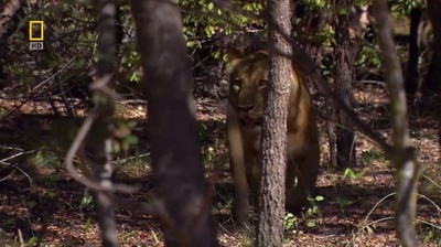 国家地理：最后的母狮剧照的剧照