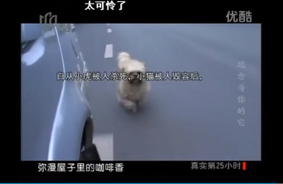 流浪狗小黄的故事剧照的剧照