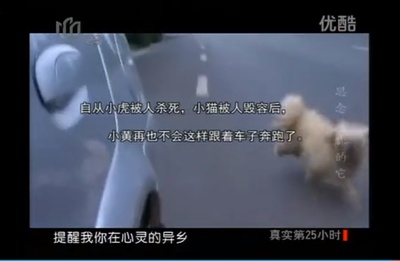 流浪狗小黄的故事剧照的剧照