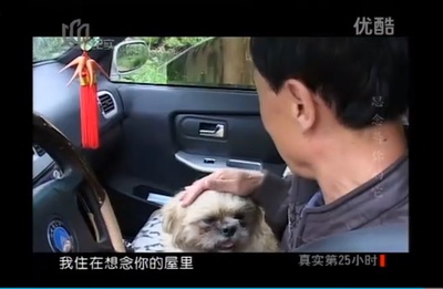 流浪狗小黄的故事剧照的剧照