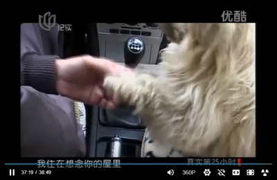 流浪狗小黄的故事剧照的剧照