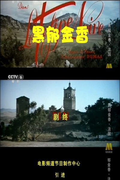 黑郁金香剧照的剧照