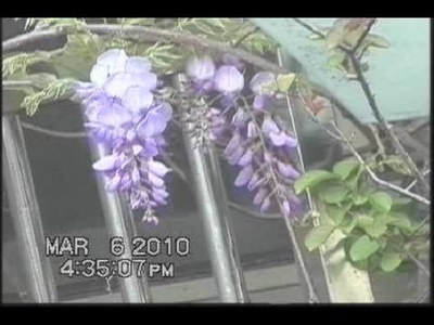 鵪鶉在鸚鵡頭上唱歌剧照的剧照