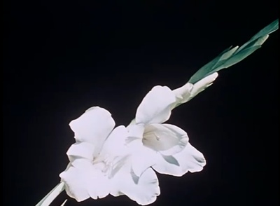 关于一朵花的歌剧照的剧照