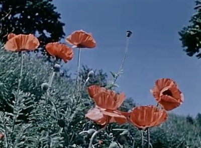 关于一朵花的歌剧照的剧照