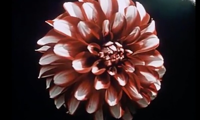 关于一朵花的歌剧照的剧照