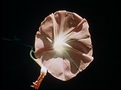 关于一朵花的歌剧照的剧照